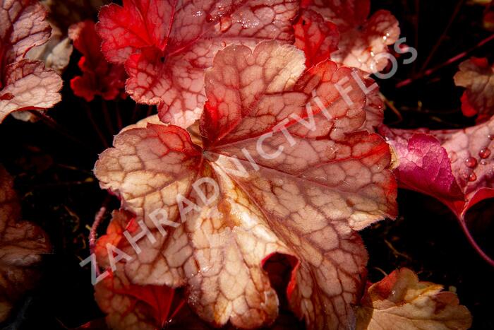 Dlužicha 'Paprika' - Heuchera hybrida 'Paprika'