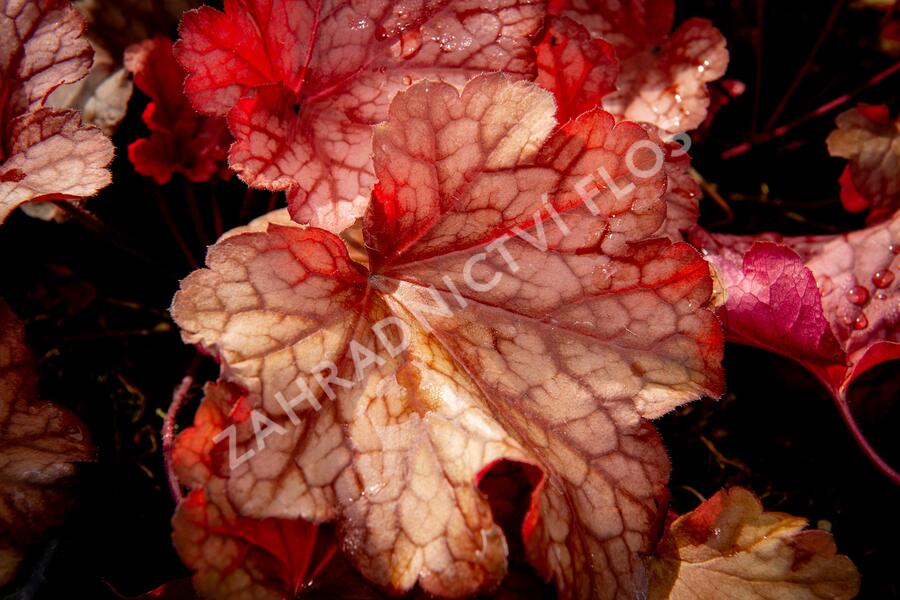 Dlužicha 'Paprika' - Heuchera hybrida 'Paprika'