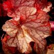 Dlužicha 'Paprika' - Heuchera hybrida 'Paprika'