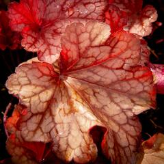 Dlužicha 'Paprika' - Heuchera hybrida 'Paprika'