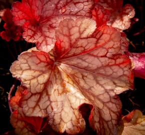 Dlužicha 'Paprika' - Heuchera hybrida 'Paprika'