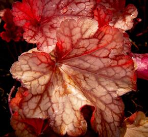 Dlužicha 'Paprika' - Heuchera 'Paprika'