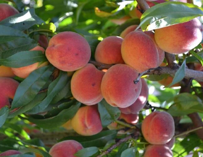 Broskvoň - středně raná 'Modřinka' - Prunus persica 'Modřinka'