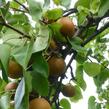 Hrušeň asijská - nashi 'Sin Su' - Pyrus pyrifolia 'Sin Su'