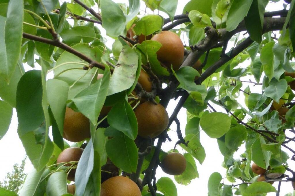 Hrušeň asijská, nashi podzimní 'Sin Su' - Pyrus pyrifolia 'Sin Su'