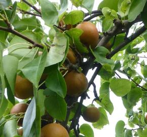 Hrušeň asijská - nashi 'Sin Su' - Pyrus pyrifolia 'Sin Su'