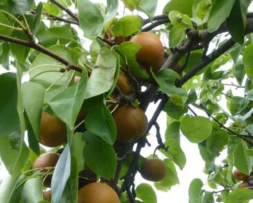 Hrušeň asijská, nashi podzimní 'Sin Su'