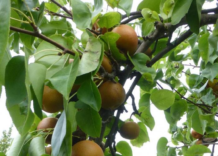 Hrušeň asijská - nashi 'Sin Su' - Pyrus pyrifolia 'Sin Su'