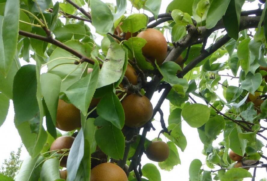 Hrušeň asijská, nashi podzimní 'Sin Su' - Pyrus pyrifolia 'Sin Su'