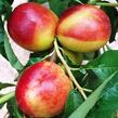 Nektarinka - středně raná 'Flavortop' - Prunus persica 'Flavortop'