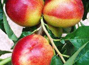 Nektarinka středně raná 'Flavortop' - Prunus persica 'Flavortop'