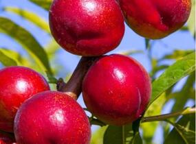 Nektarinka středně raná 'Flavortop' - Prunus persica 'Flavortop'