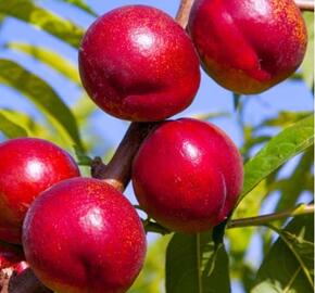 Nektarinka - středně raná 'Flavortop' - Prunus persica 'Flavortop'