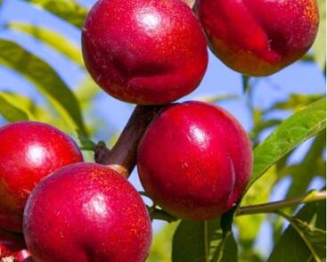 Nektarinka středně raná 'Flavortop'