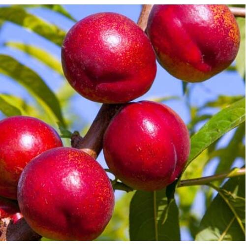 Nektarinka středně raná 'Flavortop' - Prunus persica 'Flavortop'