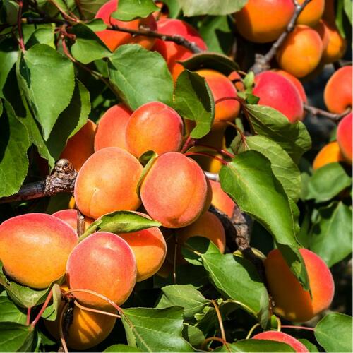 Meruňka pozdní 'Rouge du Roussilon' - Prunus armeniaca 'Rouge du Roussilon'