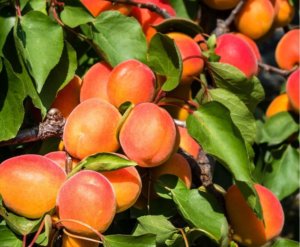 Meruňka pozdní 'Rouge du Roussilon' - Prunus armeniaca 'Rouge du Roussilon'