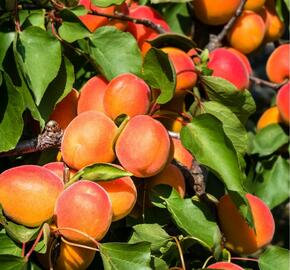 Meruňka pozdní 'Rouge du Roussilon' - Prunus armeniaca 'Rouge du Roussilon'