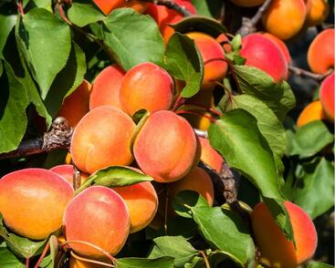 Meruňka pozdní 'Rouge du Roussilon'