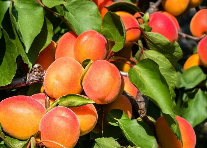 Meruňka pozdní 'Rouge du Roussilon' - Prunus armeniaca 'Rouge du Roussilon'