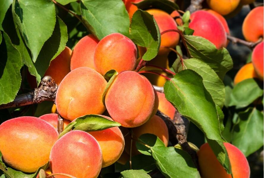 Meruňka pozdní 'Rouge du Roussilon' - Prunus armeniaca 'Rouge du Roussilon'