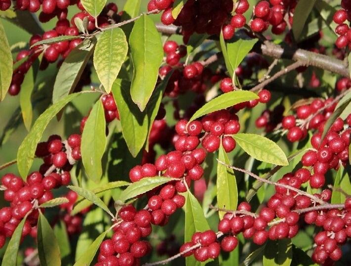 Hlošina okoličnatá 'Pointilla Amoroso' - Elaeagnus umbellata 'Pointilla Amoroso'