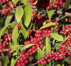 Hlošina okoličnatá 'Pointilla Amoroso' - Elaeagnus umbellata 'Pointilla Amoroso'