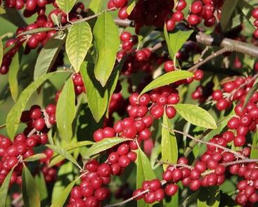 Hlošina okoličnatá 'Pointilla Amoroso'