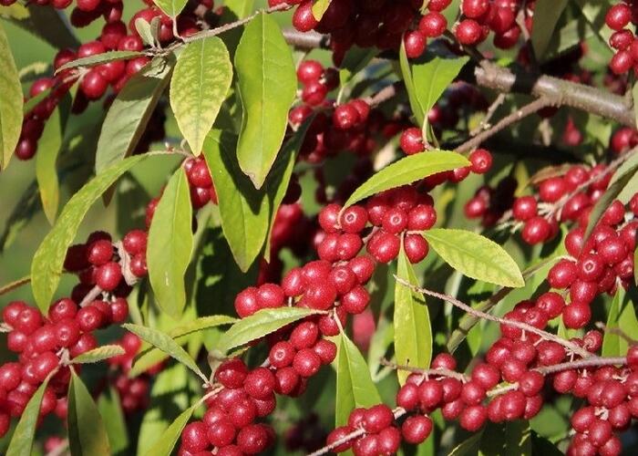 Hlošina okoličnatá 'Pointilla Amoroso' - Elaeagnus umbellata 'Pointilla Amoroso'