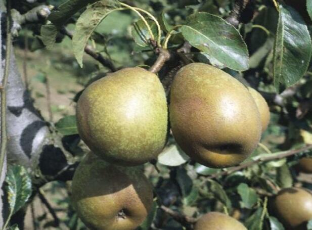 Hrušeň zimní 'Doyenné du Comice' - Pyrus communis 'Doyenné du Comice'