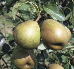 Hrušeň zimní 'Doyenné du Comice' - Pyrus communis 'Doyenné du Comice'