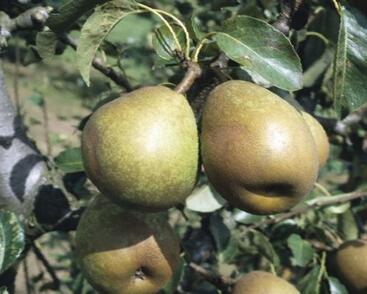 Hrušeň zimní 'Doyenné du Comice'