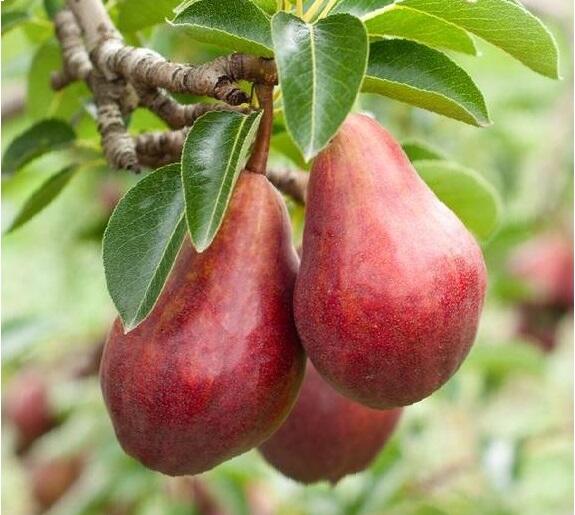 Hrušeň letní 'Clappova červená' - Pyrus communis 'Clappova červená'