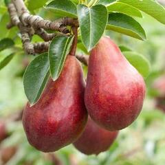 Hrušeň letní 'Clappova červená' - Pyrus communis 'Clappova červená'