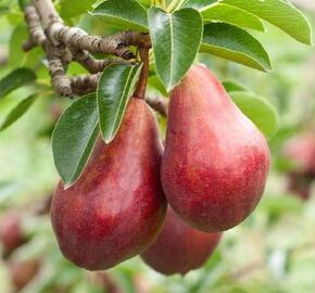 Hrušeň letní 'Clappova červená' - Pyrus communis 'Clappova červená'