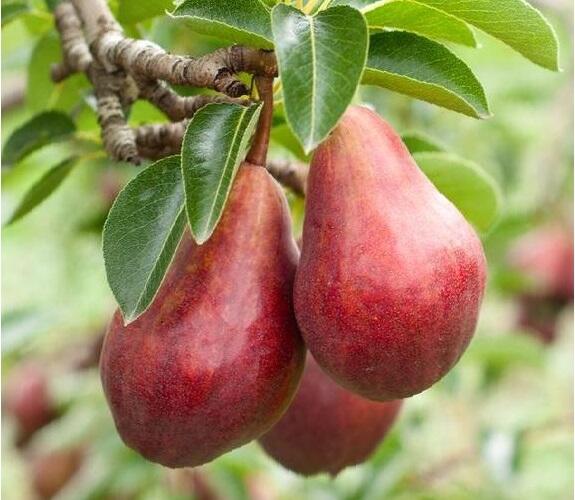 Hrušeň letní 'Clappova červená' - Pyrus communis 'Clappova červená'