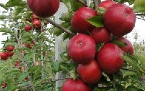 Jabloň zimní 'Najdared' - Malus domestica 'Najdared'