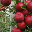 Jabloň zimní 'Najdared' - Malus domestica 'Najdared'
