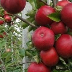 Jabloň zimní 'Najdared' - Malus domestica 'Najdared'