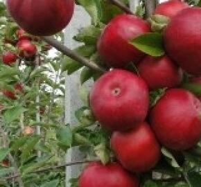 Jabloň zimní 'Najdared' - Malus domestica 'Najdared'