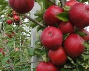 Jabloň zimní 'Najdared'