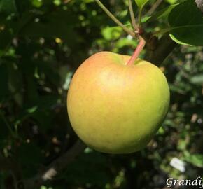 Jabloň letní 'Delbarestivale' - Malus domestica 'Delbarestivale'