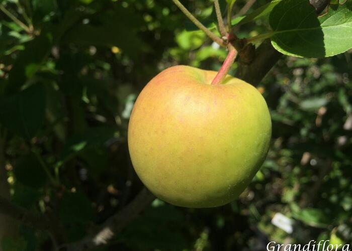 Jabloň letní 'Delbarestivale' - Malus domestica 'Delbarestivale'
