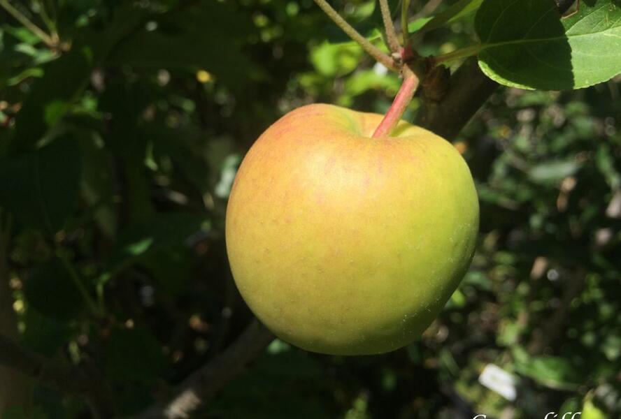 Jabloň letní 'Delbarestivale' - Malus domestica 'Delbarestivale'