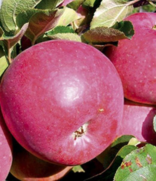 Jabloň zimní 'Admirál' - Malus domestica 'Admirál'