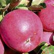 Jabloň zimní 'Admirál' - Malus domestica 'Admirál'