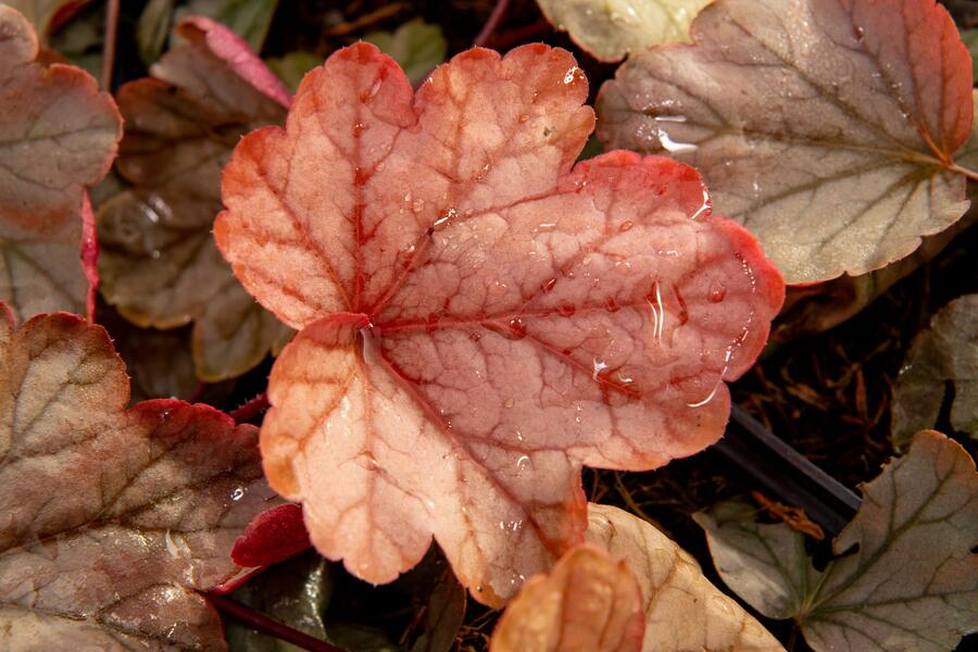 Dlužicha 'Vienna' - Heuchera 'Vienna'