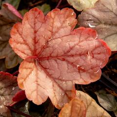 Dlužicha 'Vienna' - Heuchera 'Vienna'