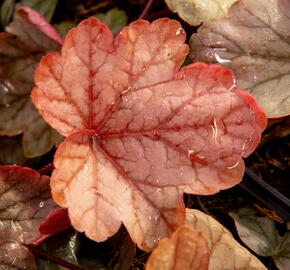 Dlužicha 'Vienna' - Heuchera 'Vienna'