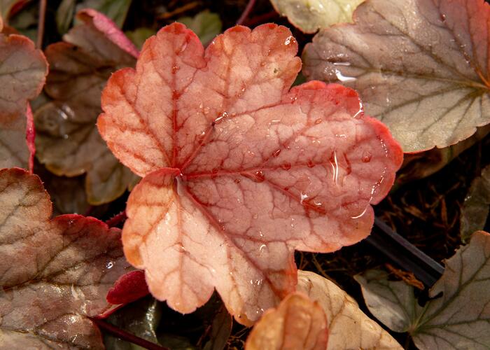 Dlužicha 'Vienna' - Heuchera 'Vienna'
